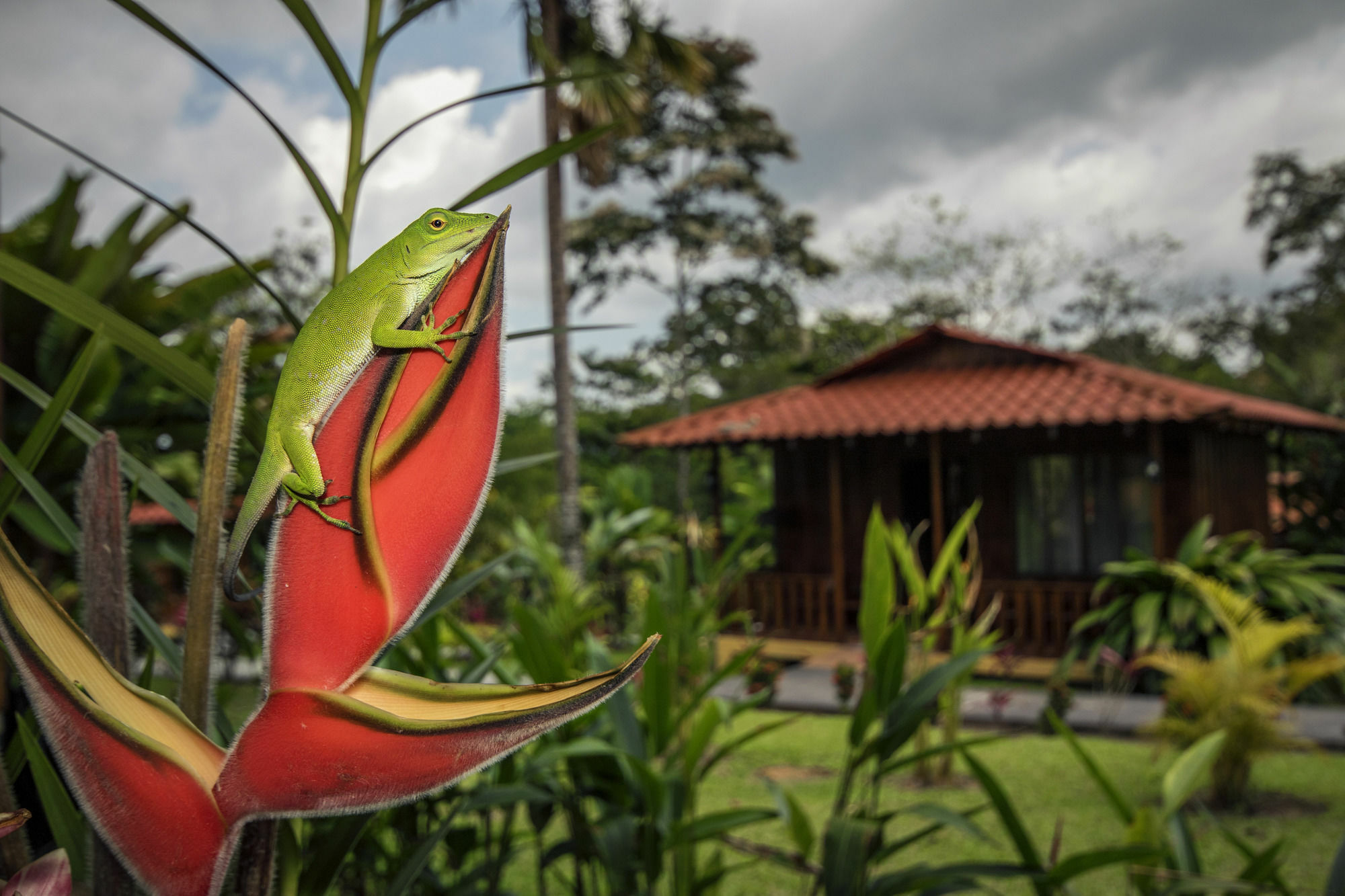 Hotel Rancho Cerro Azul La Fortuna Extérieur photo